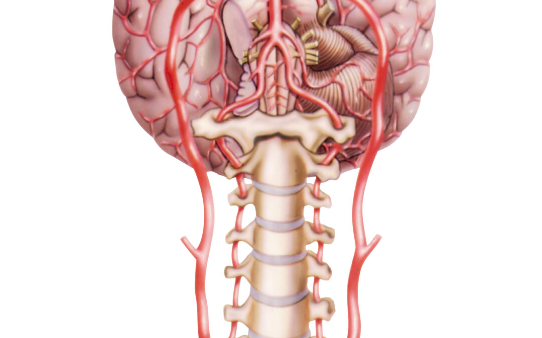 brain circulation